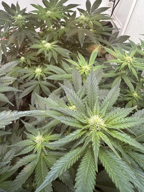 Apple Fritter Barney’s Farm. Week 3