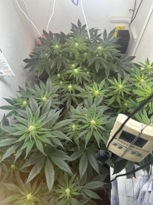 Apple Fritter Barney’s Farm. Week 3