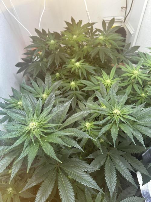 Apple Fritter Barney’s Farm. Week 3