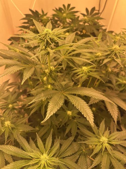 Apple Fritter Barney’s Farm. Week 3