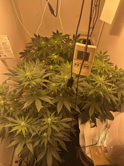 Apple Fritter Barney’s Farm. Week 3