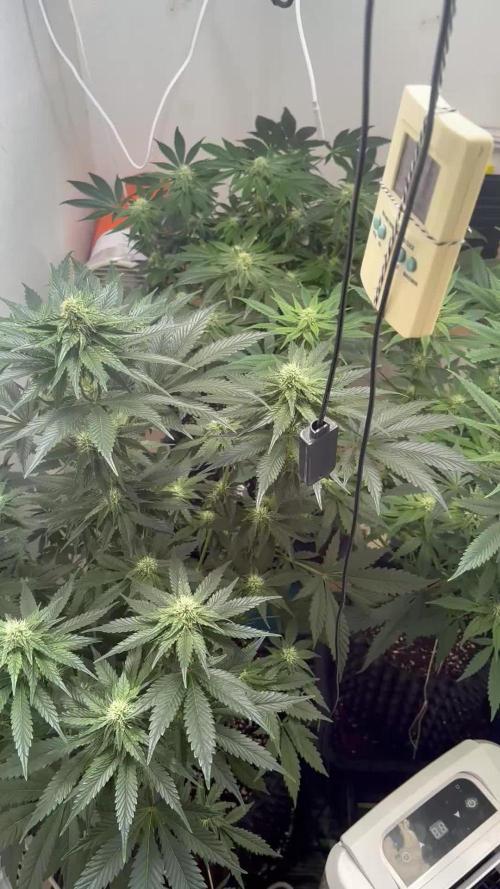 Apple Fritter Barney’s Farm