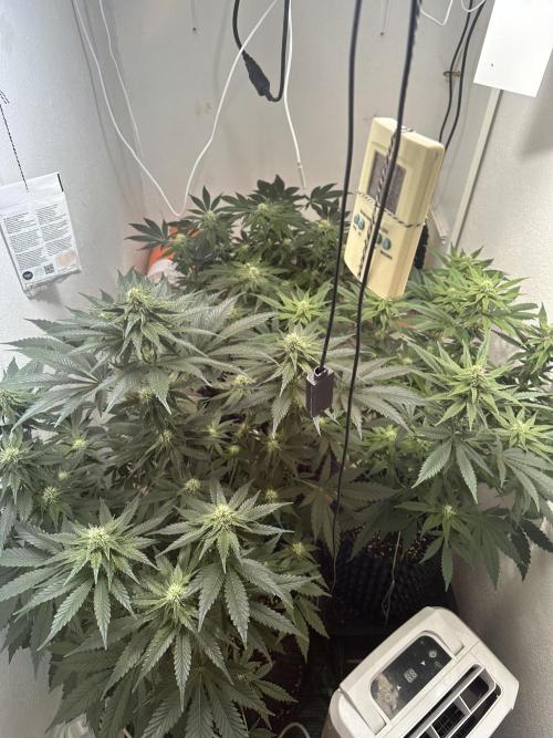 Apple Fritter Barney’s Farm. Week 4