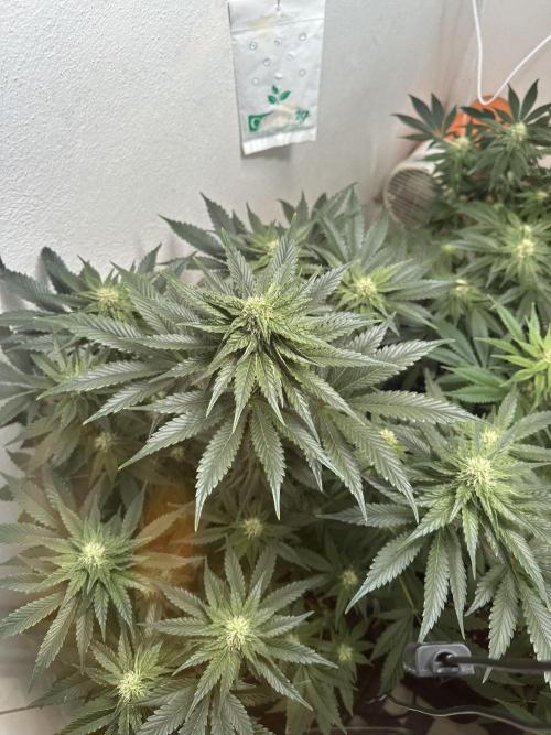 Apple Fritter Barney’s Farm. Week 4