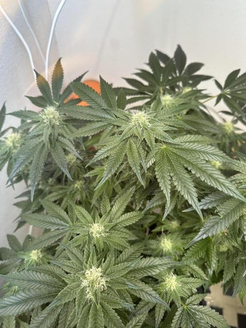 Apple Fritter Barney’s Farm. Week 4