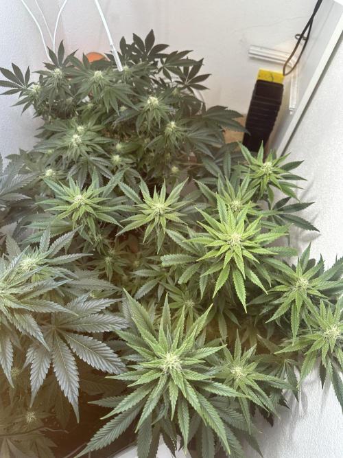 Apple Fritter Barney’s Farm. Week 4