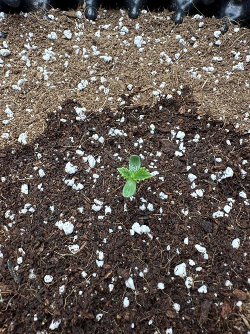 Wizard Trees 🧙‍♀️. Week 0