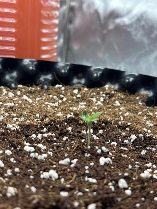 Wizard Trees 🧙‍♀️. Week 0