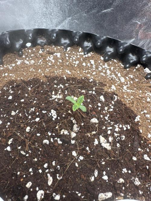 Wizard Trees 🧙‍♀️. Week 0