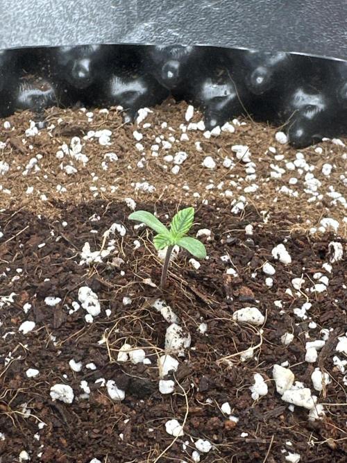 Wizard Trees 🧙‍♀️. Week 0