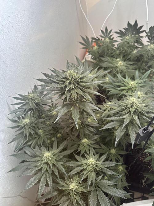 Apple Fritter Barney’s Farm. Week 5