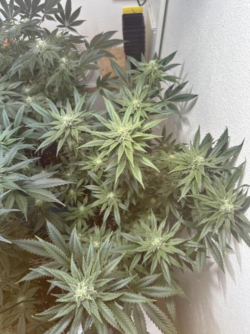 Apple Fritter Barney’s Farm. Week 5