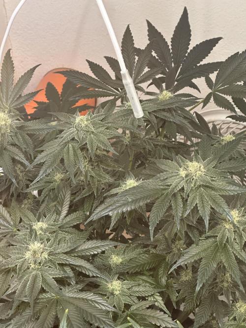 Apple Fritter Barney’s Farm. Week 5