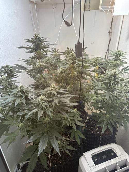 Apple Fritter Barney’s Farm. Week 5