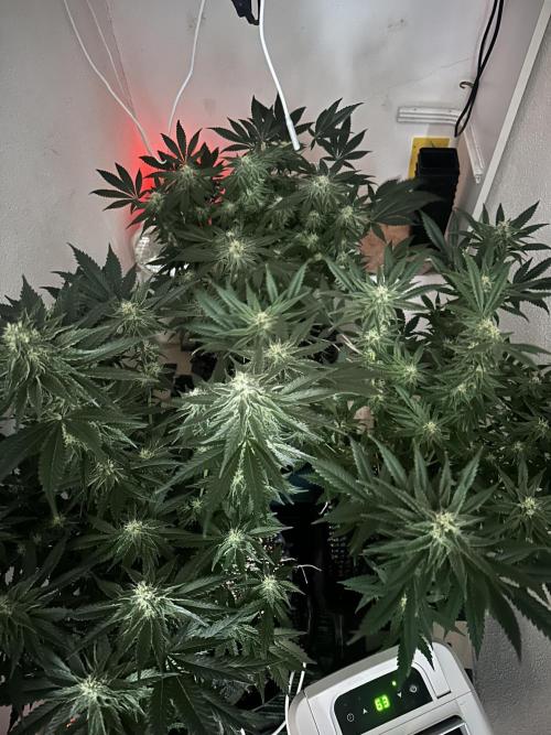 Apple Fritter Barney’s Farm. Week 5