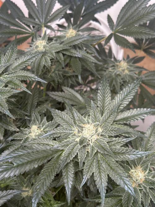 Apple Fritter Barney’s Farm. Week 6