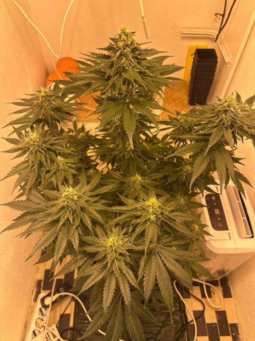 Apple Fritter Barney’s Farm. Week 7