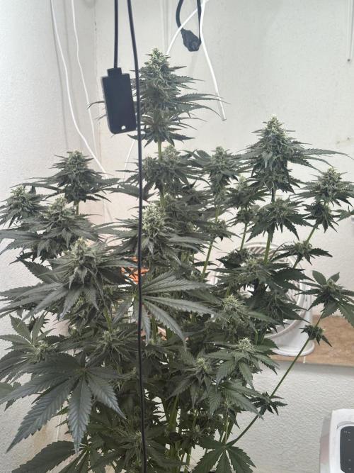 Apple Fritter Barney’s Farm. Week 7