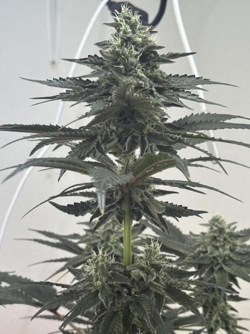 Apple Fritter Barney’s Farm. Week 7