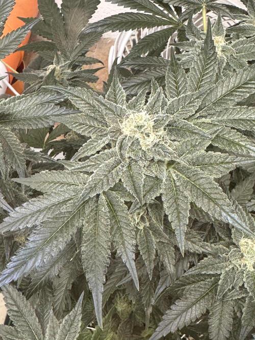 Apple Fritter Barney’s Farm. Week 8