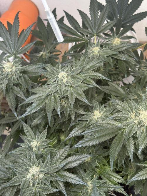 Apple Fritter Barney’s Farm. Week 8