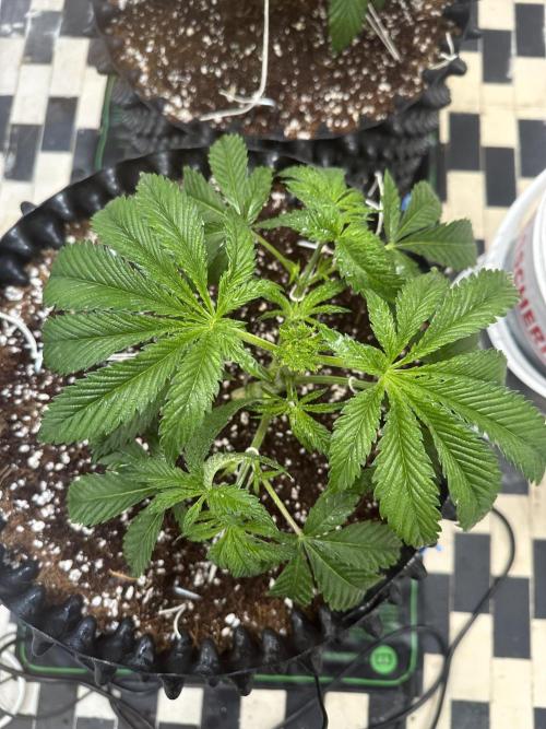 Wizard Trees 🧙‍♀️. Week 4