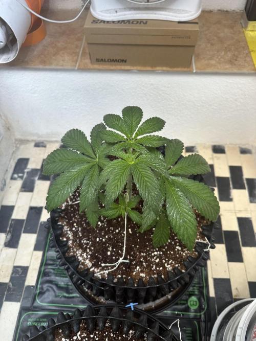 Wizard Trees 🧙‍♀️. Week 4