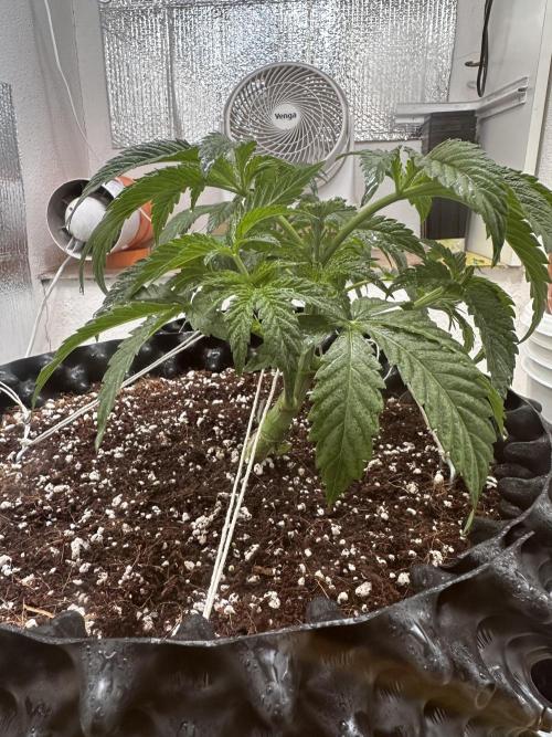 Wizard Trees 🧙‍♀️. Week 4