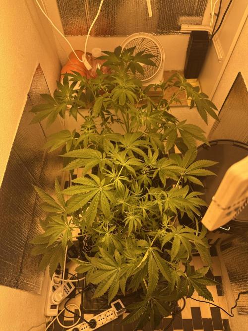 Wizard Trees 🧙‍♀️. Week 3