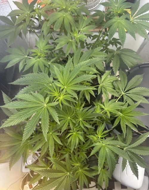 Wizard Trees 🧙‍♀️. Week 3