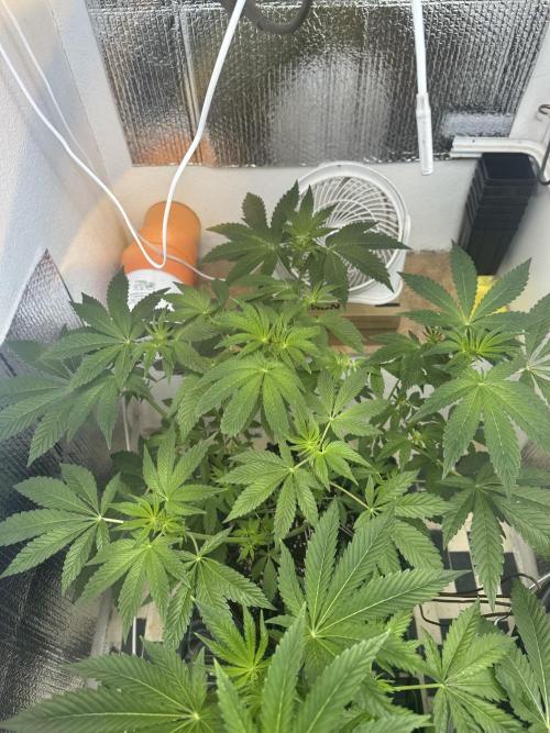 Wizard Trees 🧙‍♀️. Week 3