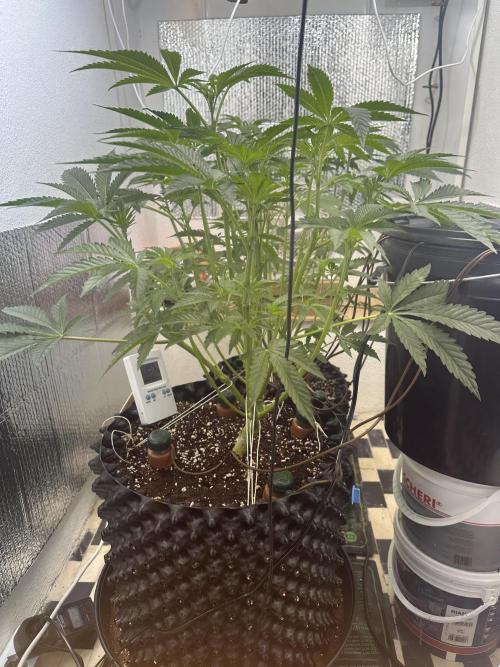 Wizard Trees 🧙‍♀️. Week 3