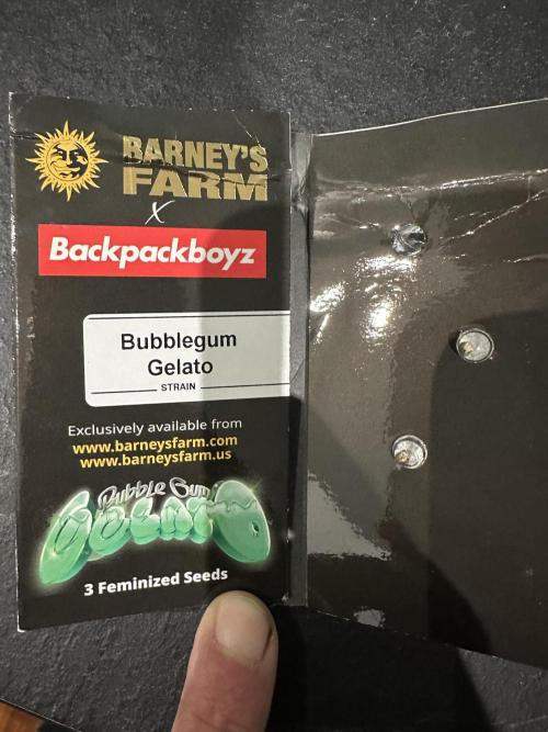 Bubblegum Gelato. Week 0