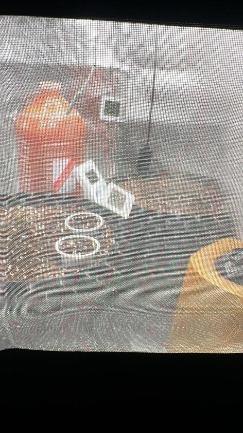 Bubblegum Gelato. Week 0