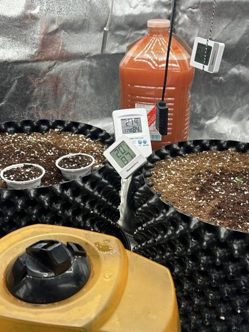 Bubblegum Gelato. Week 0