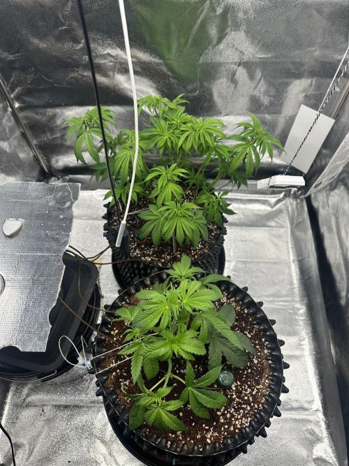 Bubblegum Gelato. Week 5