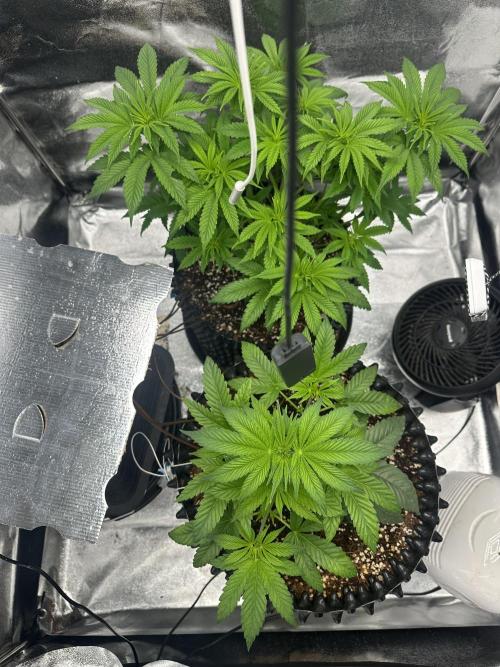 Bubblegum Gelato. Week 5