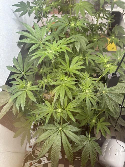 Wizard Trees 🧙‍♀️. Week 5