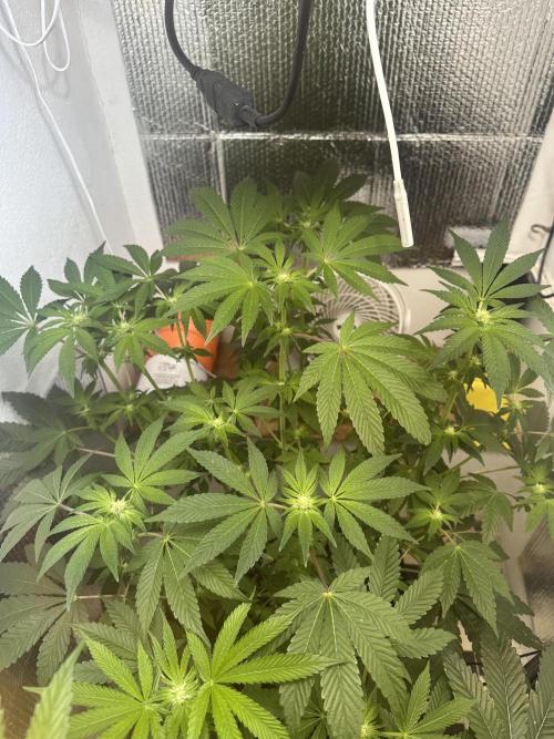 Wizard Trees 🧙‍♀️. Week 5