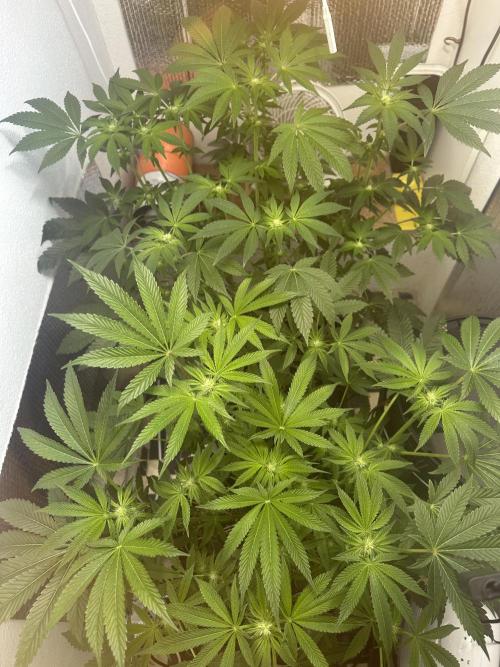 Wizard Trees 🧙‍♀️. Week 5