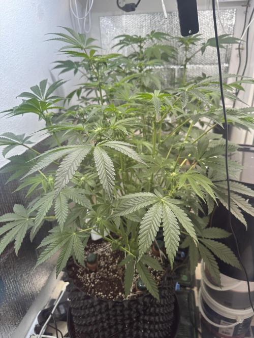 Wizard Trees 🧙‍♀️. Week 5