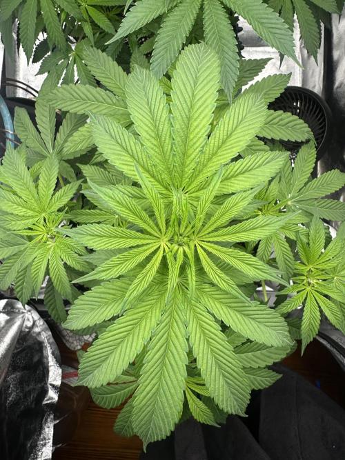 Bubblegum Gelato. Week 6