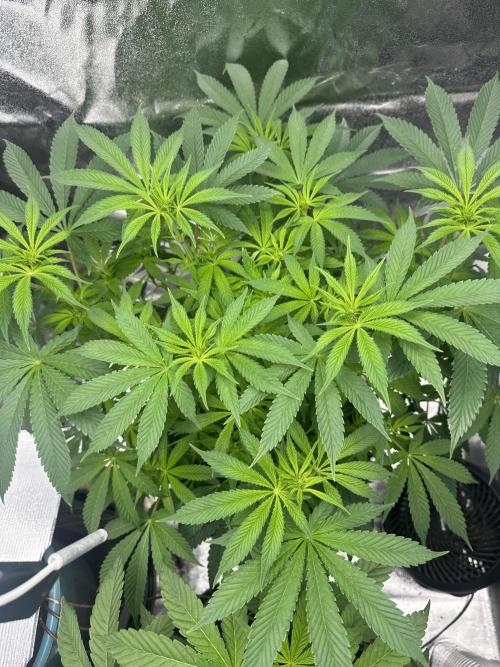 Bubblegum Gelato. Week 6