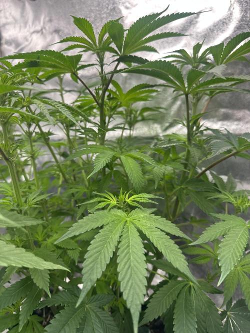 Bubblegum Gelato. Week 6