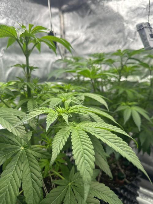 Bubblegum Gelato. Week 6