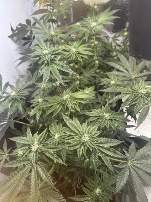 Wizard Trees 🧙‍♀️. Week 6