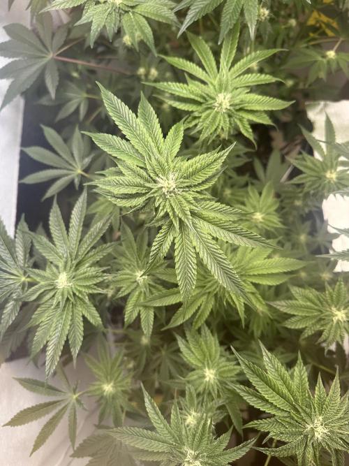 Wizard Trees 🧙‍♀️. Week 6