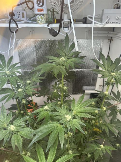 Wizard Trees 🧙‍♀️. Week 6