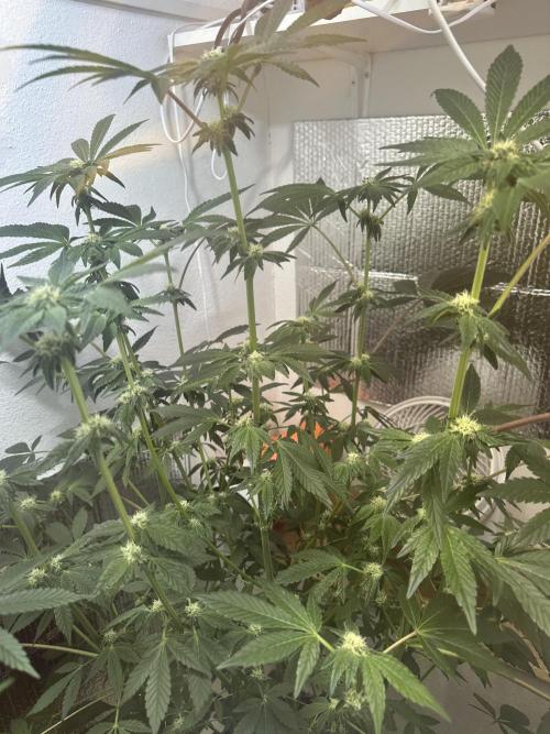 Wizard Trees 🧙‍♀️. Week 6