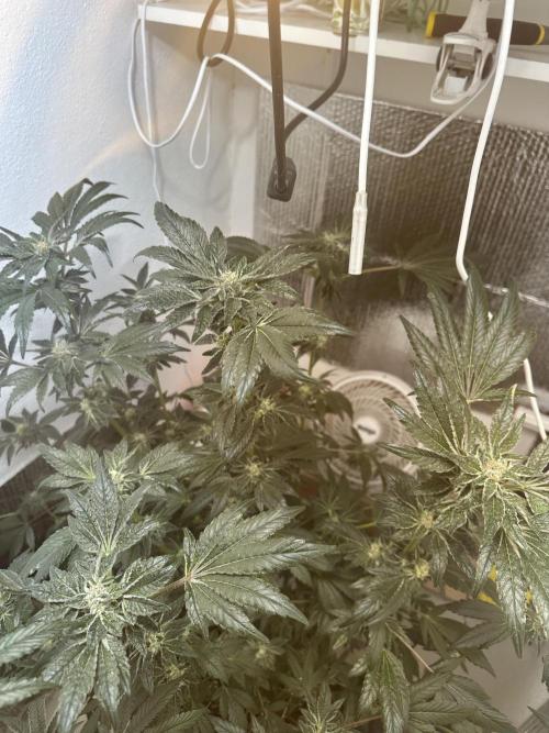 Wizard Trees 🧙‍♀️. Week 8